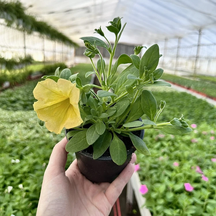 Surfinia Dark Yellow Morn Petunia Żółta #3