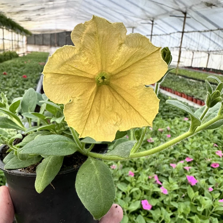 Surfinia Dark Yellow Morn Petunia Żółta #4