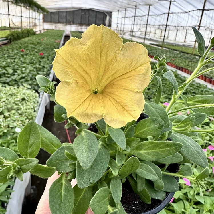 Surfinia Dark Yellow Morn Petunia Żółta #5