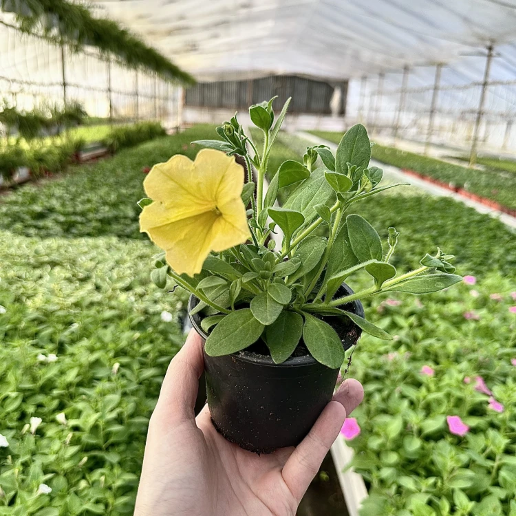 Surfinia Dark Yellow Morn Petunia Żółta #7