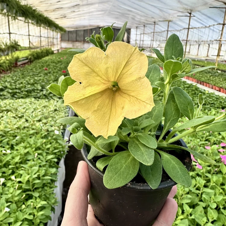 Surfinia Dark Yellow Morn Petunia Żółta #8