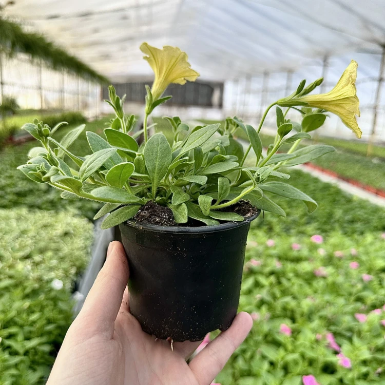 Surfinia Dark Yellow Morn Petunia Żółta #9