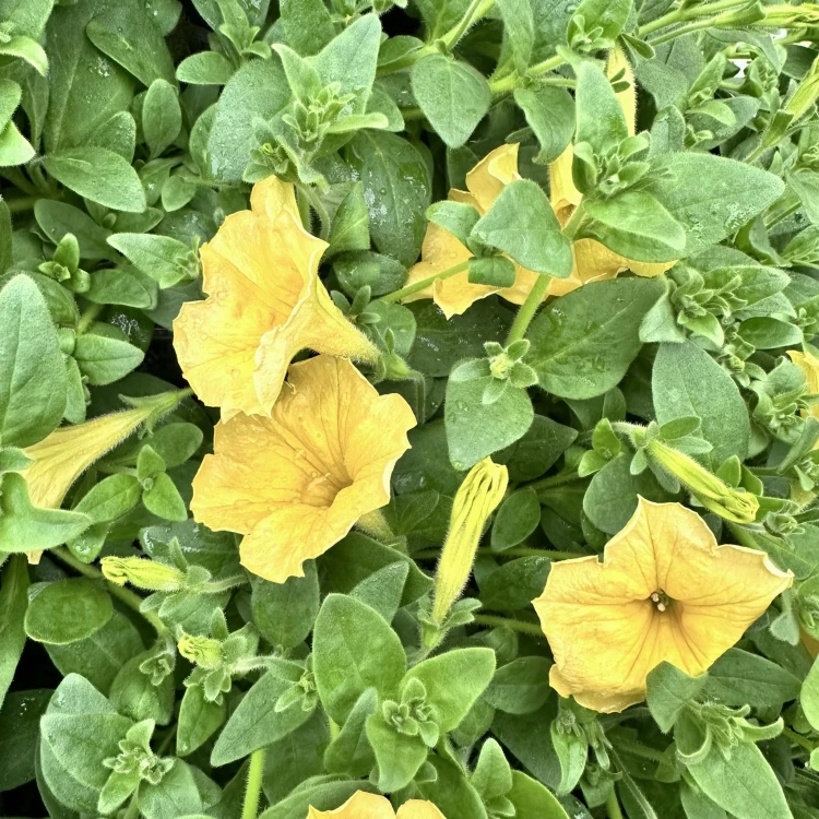 Surfinia Dark Yellow Morn Petunia Żółta #10