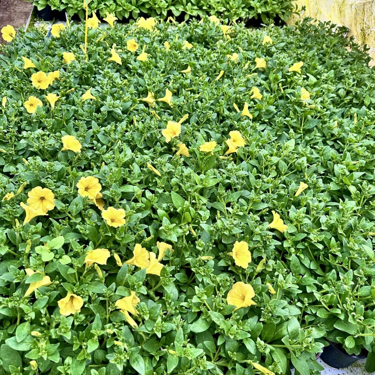 Surfinia Dark Yellow Morn Petunia Żółta #11