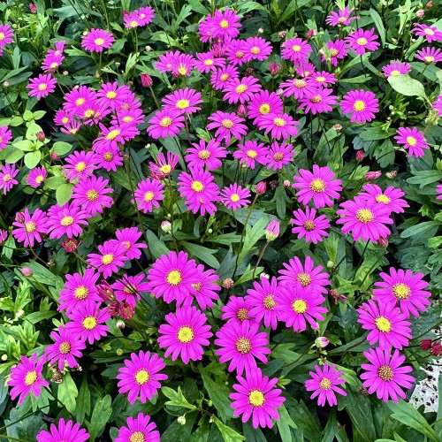 Brachyscome multifida Magenta Delight Czubatka #1