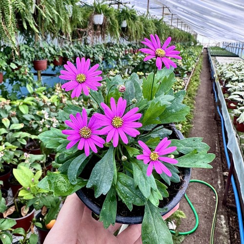 Brachyscome multifida Magenta Delight Czubatka #2