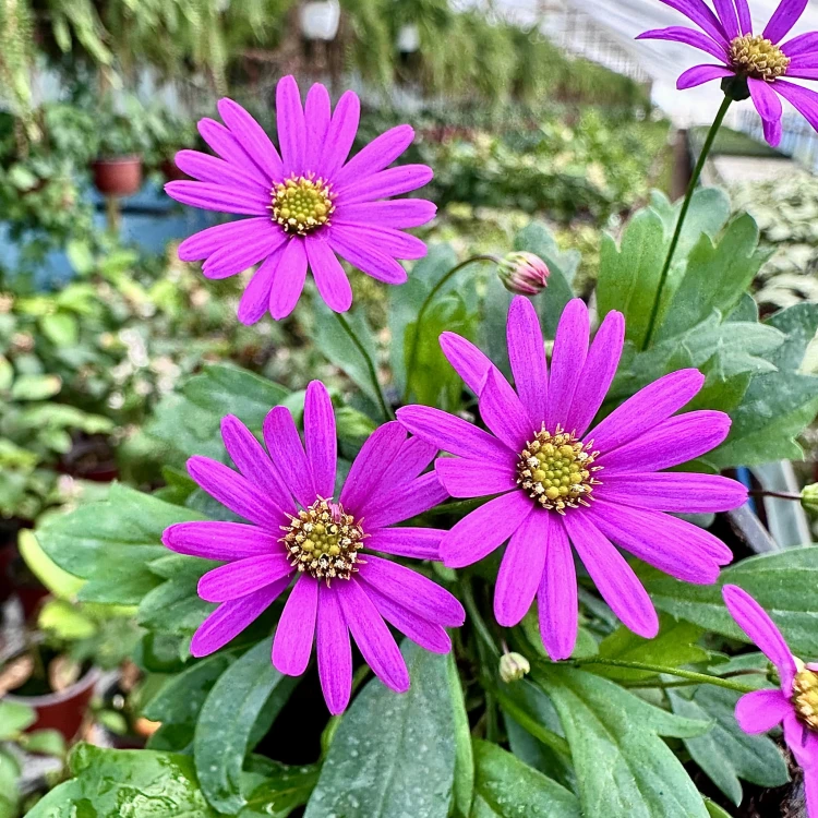 Brachyscome multifida Magenta Delight Czubatka #3