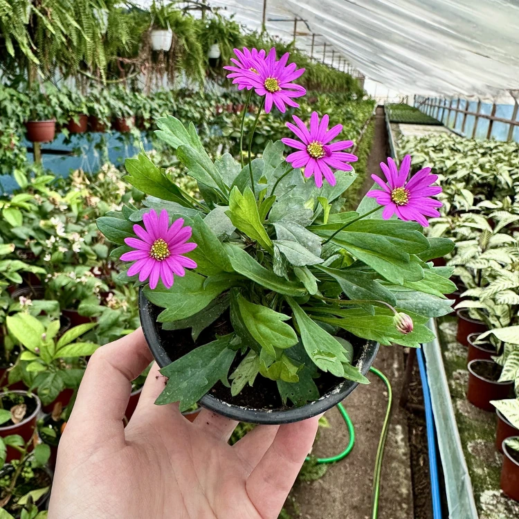 Brachyscome multifida Magenta Delight Czubatka #4