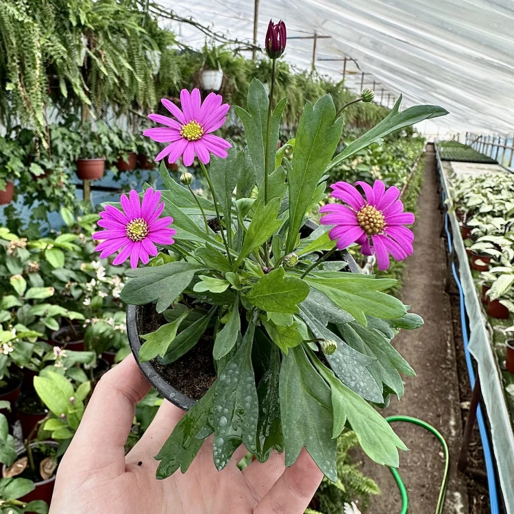 Brachyscome multifida Magenta Delight Czubatka #5