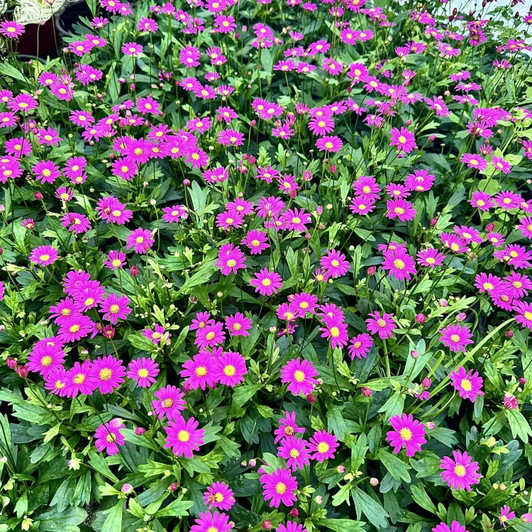 Brachyscome multifida Magenta Delight Czubatka #7