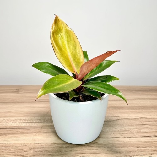 Philodendron Prince of Orange Filodendron P9 #1