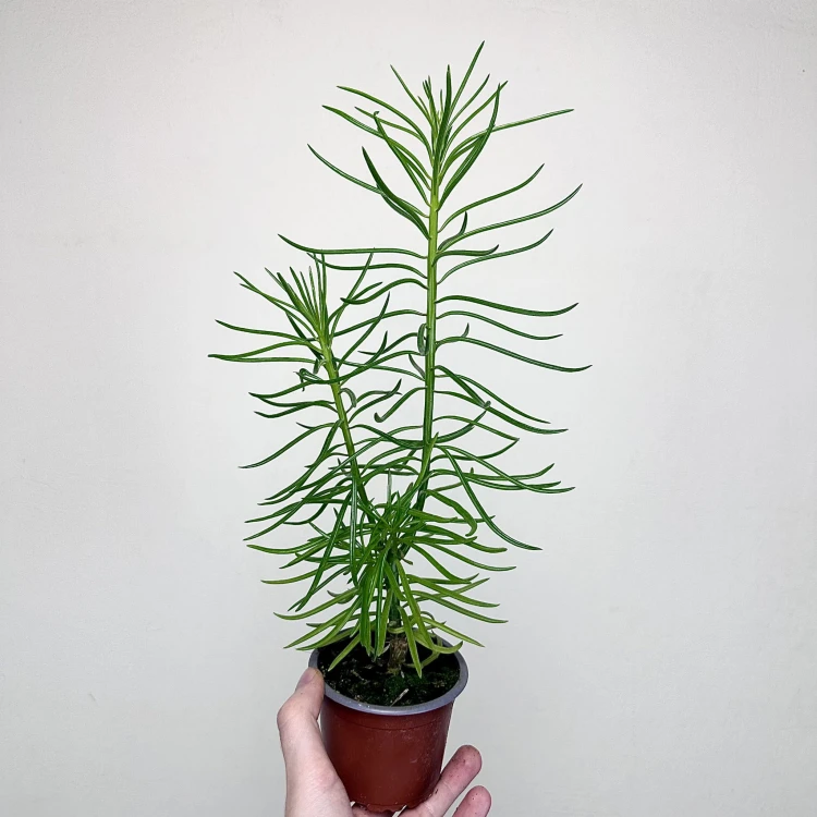 Peperomia ferreyrae Happy Bean P9 #1