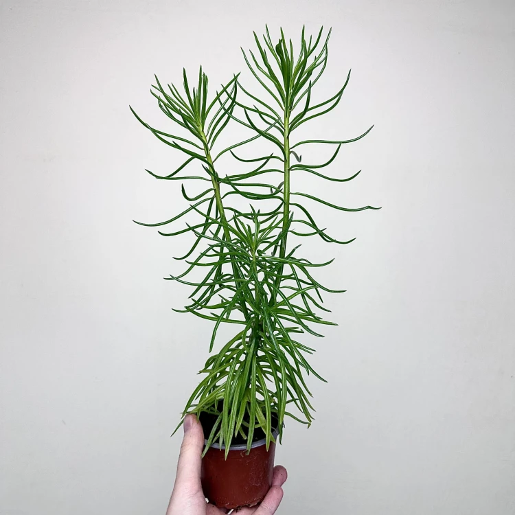 Peperomia ferreyrae Happy Bean P9
