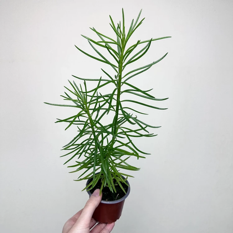 Peperomia ferreyrae Happy Bean P9 #3