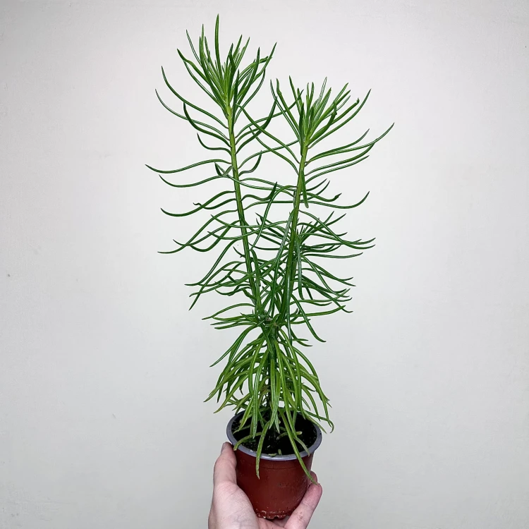 Peperomia ferreyrae Happy Bean P9 #4