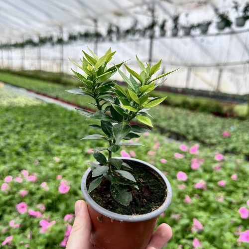 Pomarańcza Chinotto Citrus Myrtifolia P9 #1