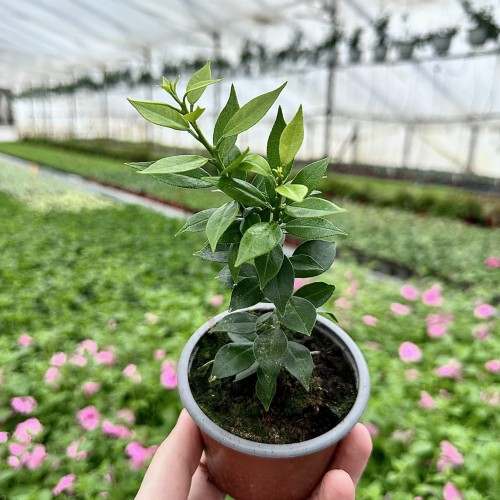 Pomarańcza Chinotto Citrus Myrtifolia P9 #2