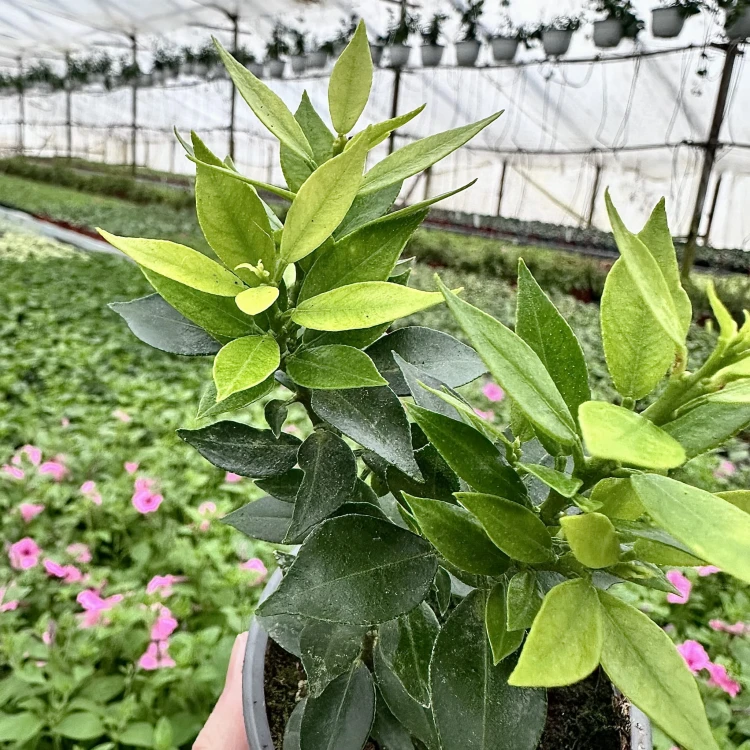 Pomarańcza Chinotto Citrus Myrtifolia P9 #3