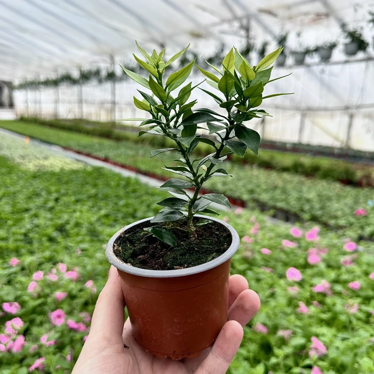 Pomarańcza Chinotto Citrus Myrtifolia P9 #4