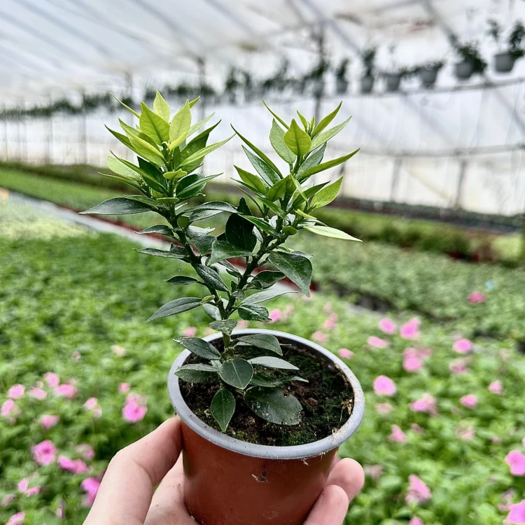 Pomarańcza Chinotto Citrus Myrtifolia P9 #5