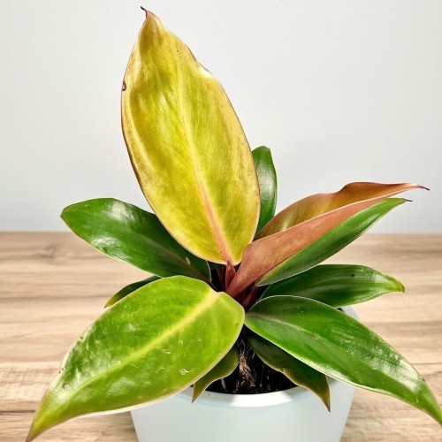 Philodendron Prince of Orange Filodendron P9 #2