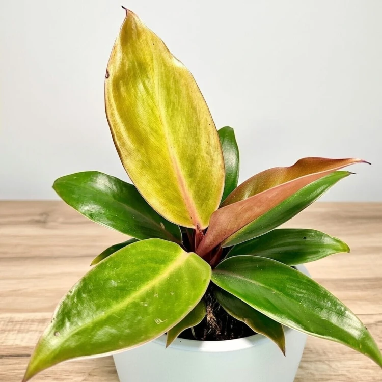 Philodendron Prince of Orange Filodendron P9 #2