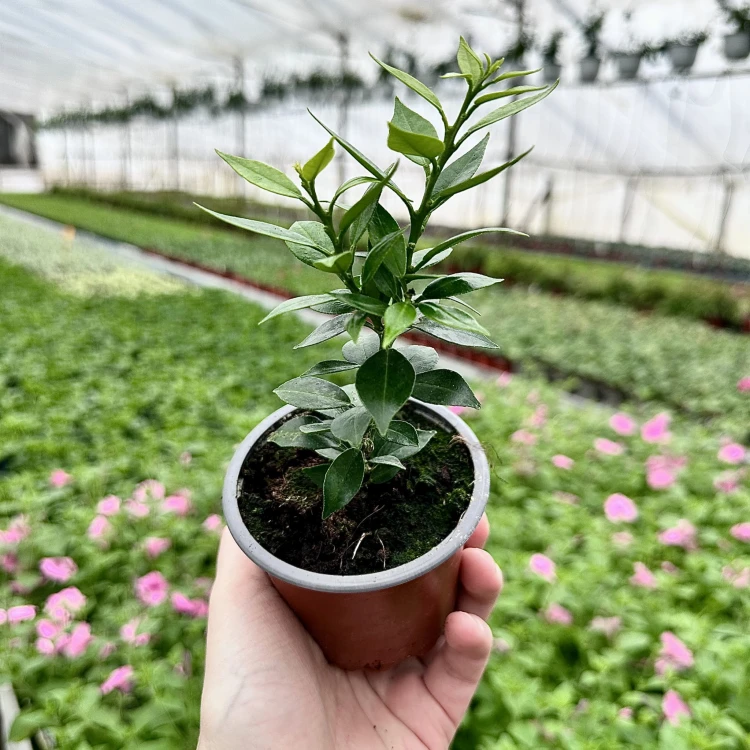 Pomarańcza Chinotto Citrus Myrtifolia P9 #6
