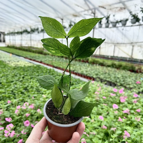 Hoya polyneura Hoja P9 #2