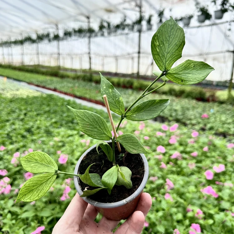 Hoya polyneura Hoja P9 #3