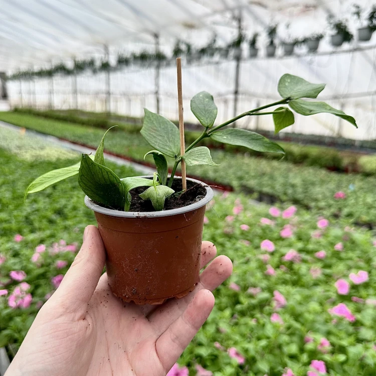 Hoya polyneura Hoja P9 #8