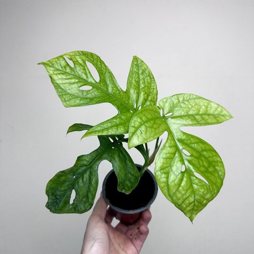 Amydrium medium Monstera Spiderman P9 #1