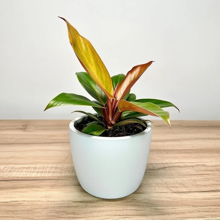 Philodendron Prince of Orange Filodendron P9 #3