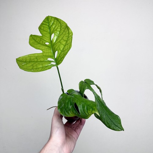 Amydrium medium Monstera Spiderman P9 #2