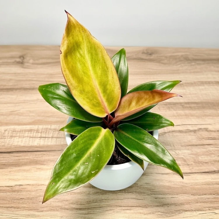 Philodendron Prince of Orange Filodendron P9 #4