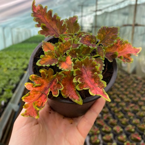 Coleus Copper Koleus Pokrzywka Ozdobna #1