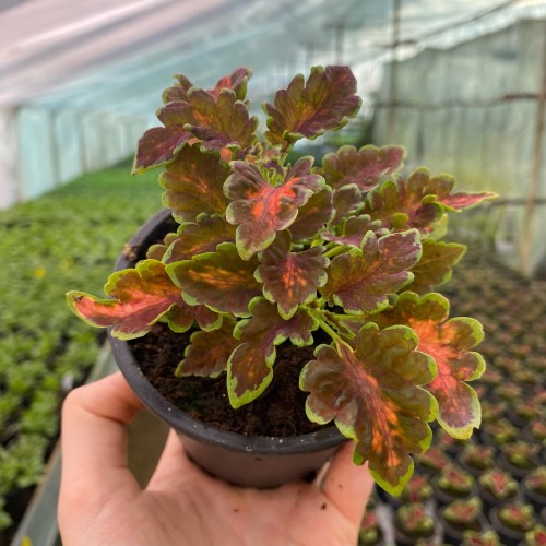 Coleus Copper Koleus Pokrzywka Ozdobna #2
