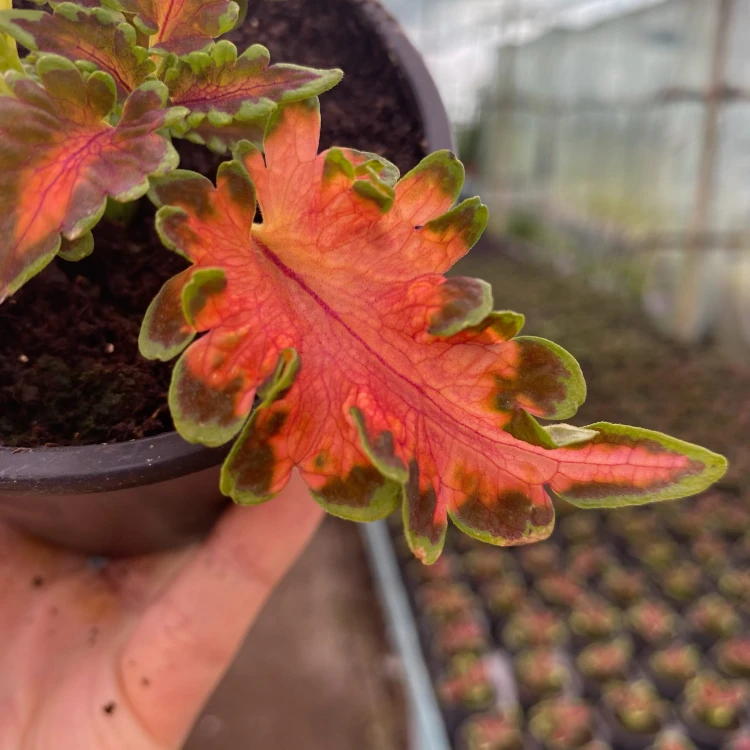 Coleus Copper Koleus Pokrzywka Ozdobna