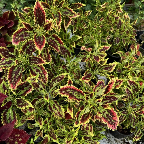 Coleus El-Brighto Koleus Pokrzywka Ozdobna #1