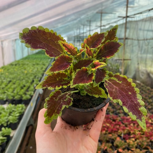 Coleus El-Brighto Koleus Pokrzywka Ozdobna #2