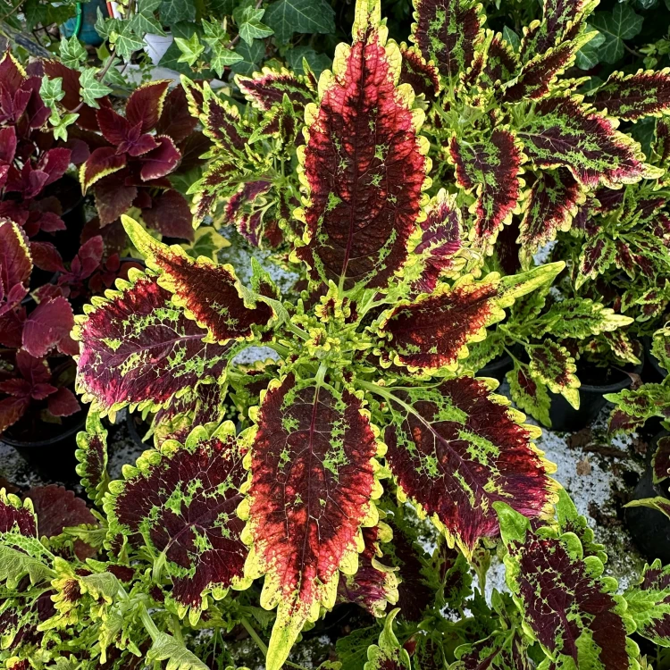 Coleus El-Brighto Koleus Pokrzywka Ozdobna