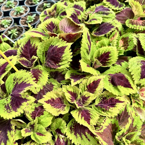 Coleus Koleus bordowo-zielony Pokrzywka Ozdobna #1