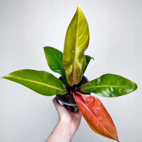 Philodendron Prince of Orange Filodendron P14 #1