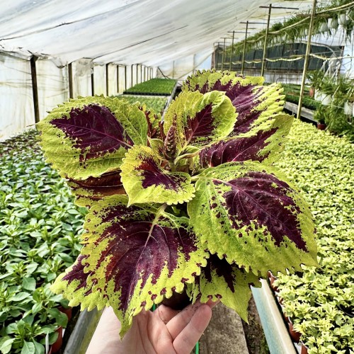 Coleus Koleus bordowo-zielony Pokrzywka Ozdobna #2