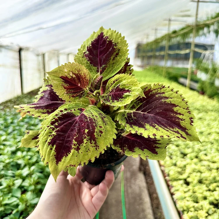 Coleus Koleus bordowo-zielony Pokrzywka Ozdobna #3