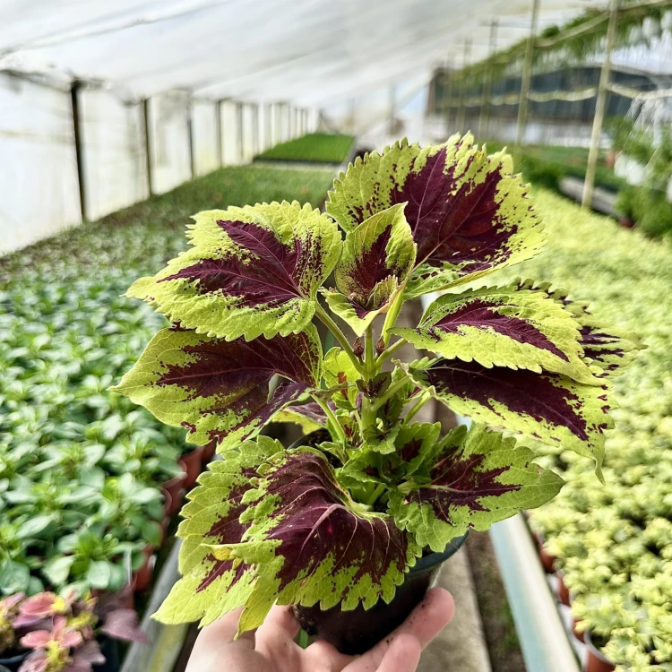 Coleus Koleus bordowo-zielony Pokrzywka Ozdobna #4