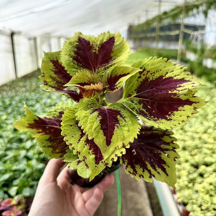 Coleus Koleus bordowo-zielony Pokrzywka Ozdobna #5