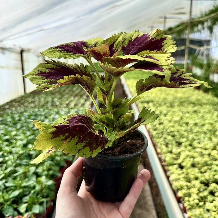 Coleus Koleus bordowo-zielony Pokrzywka Ozdobna #6