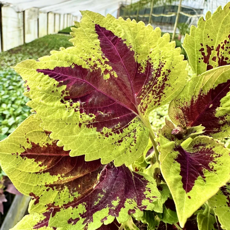 Coleus Koleus bordowo-zielony Pokrzywka Ozdobna #7