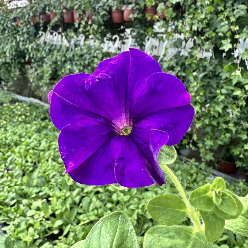 Surfinia Giant Blue Petunia niebiesko-fioletowa #1