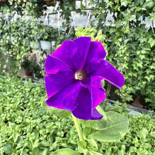 Surfinia Giant Blue Petunia niebiesko-fioletowa #2